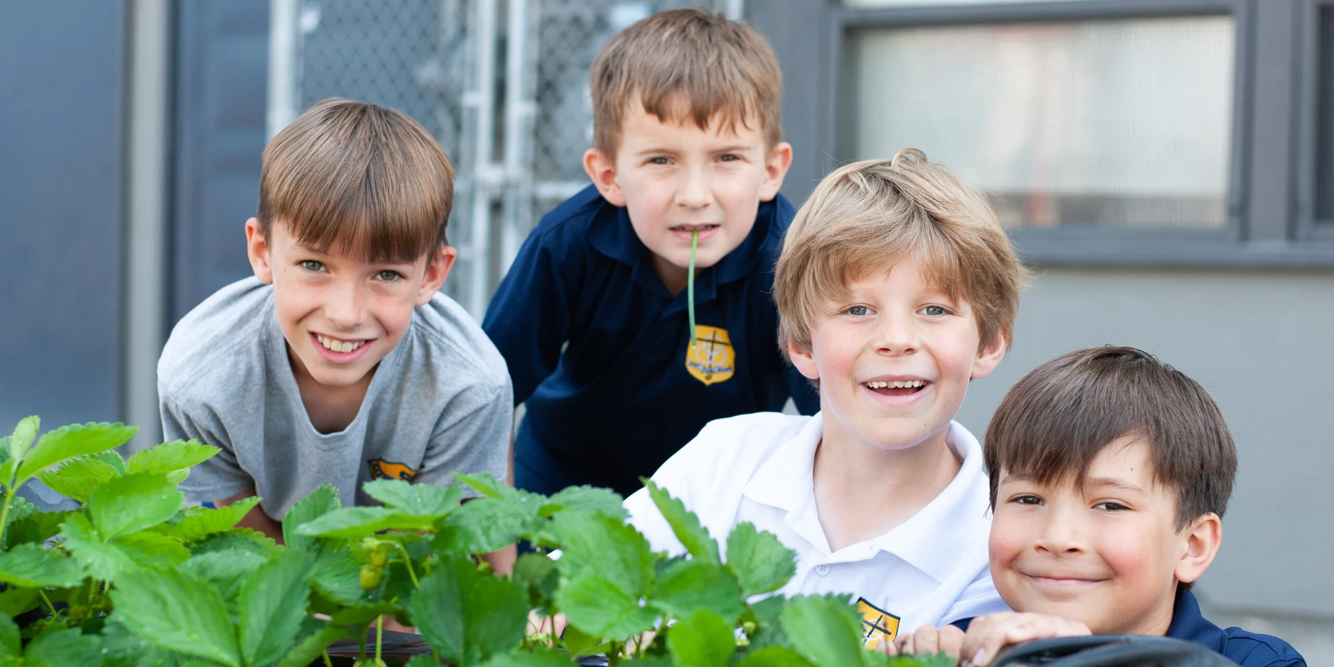 Four St. James pupils gathered beside strawberry plants.